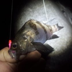 安乗メバリング遠征