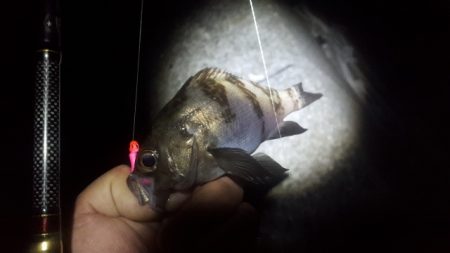 安乗メバリング遠征