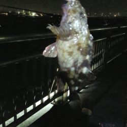 あじとサヨリ狙いでしたが、