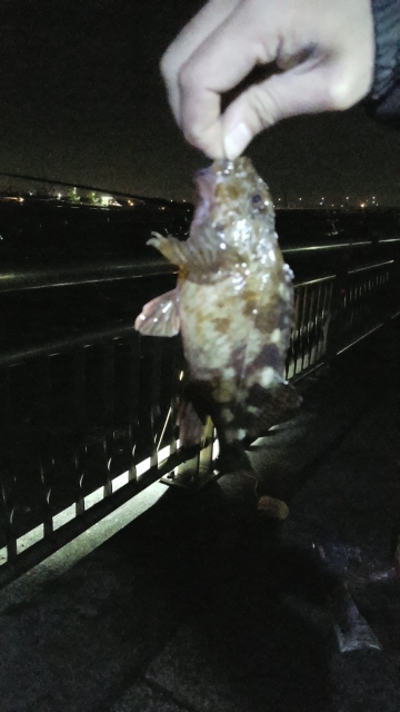 あじとサヨリ狙いでしたが、