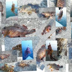 カサゴ入れ食い