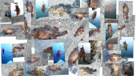 カサゴ入れ食い