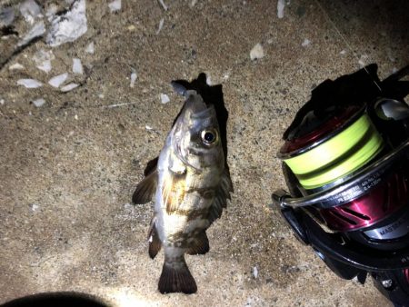 ナイトメバリング秋田火力