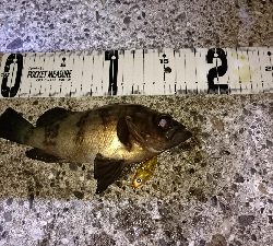 メバルシーバス&アオリ!!