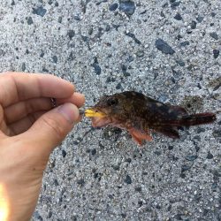 ガッシーの入れ食い