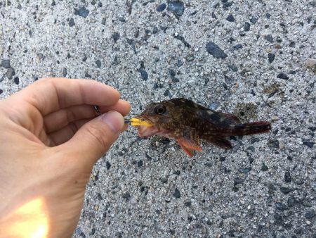 ガッシーの入れ食い