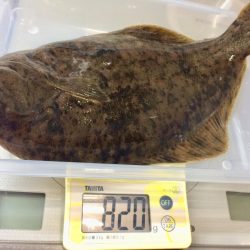 初カレイが釣れました