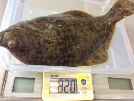 初カレイが釣れました