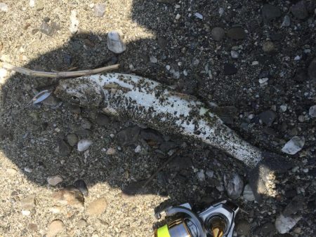 吉野川は最高ダー！