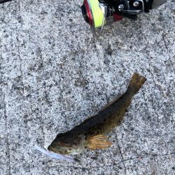 男鹿市椿港メバリング釣行