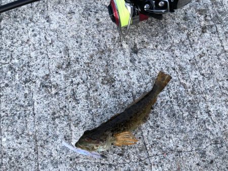 男鹿市椿港メバリング釣行