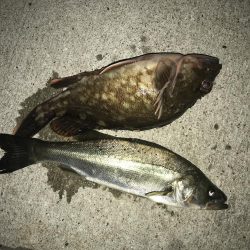 大荒れ後の名港ボートフィッシング!