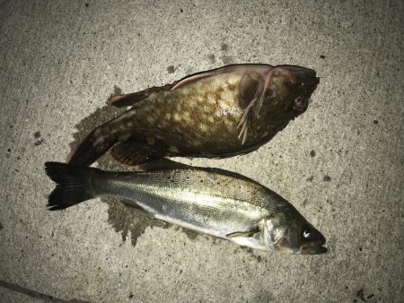 大荒れ後の名港ボートフィッシング！