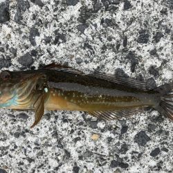 コブダイｊｒ！