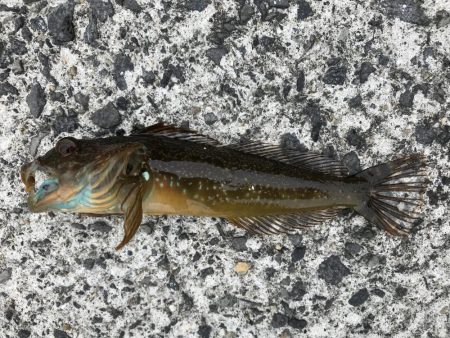 コブダイｊｒ！