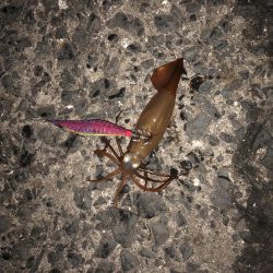 春イカエギング