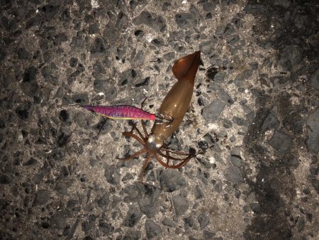 春イカエギング