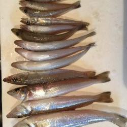 試練のキス釣り