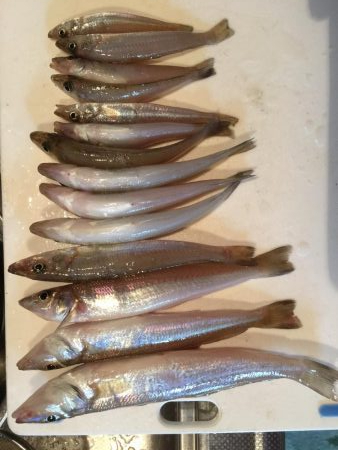 試練のキス釣り