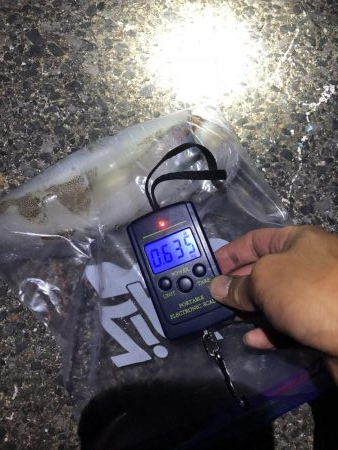 春イカエギング