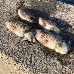コウイカ釣りました