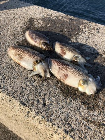 コウイカ釣りました