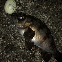 平日メバリング