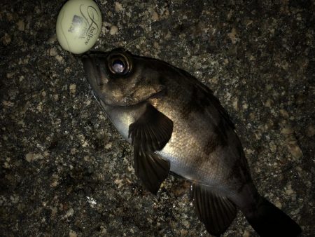 平日メバリング