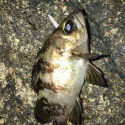 降雨前短時間メバリング