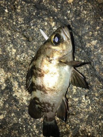 降雨前短時間メバリング