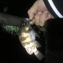 まさかのヒラメ