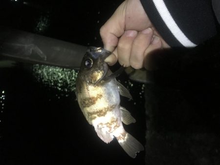 まさかのヒラメ