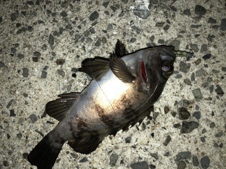 満足爆風メバリング