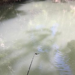 やはりファルケンRベイト