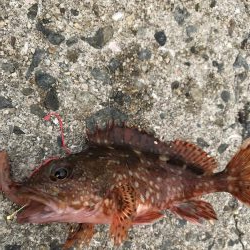 マムシは良く効く