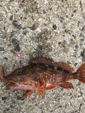 マムシは良く効く