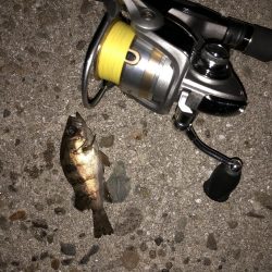 GW強風メバリング