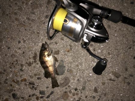 GW強風メバリング