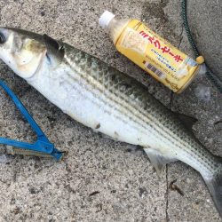 キロ超え釣れました〜