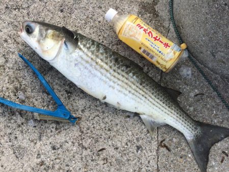 キロ超え釣れました〜