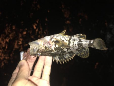 爆風でも釣れました!