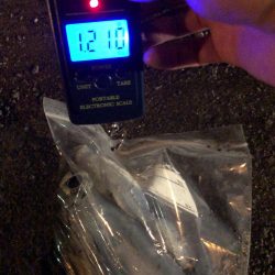 春イカエギング