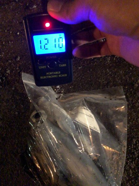 春イカエギング