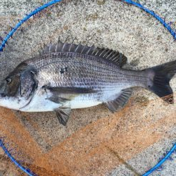 乗っ込み終盤？