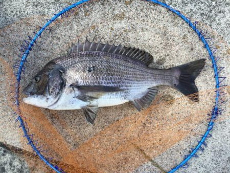 乗っ込み終盤？