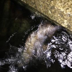 回遊型メバル？