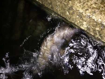 回遊型メバル？