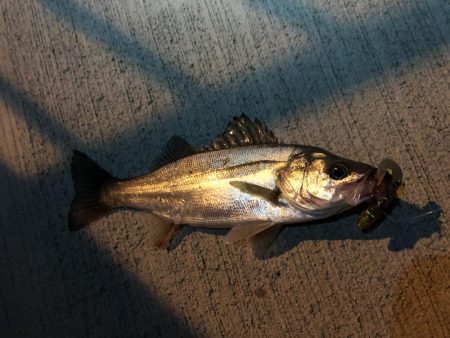 チーバス。。。