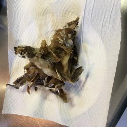 烏賊 不発からのオカズ釣り