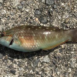 今日は、小物ばかり。